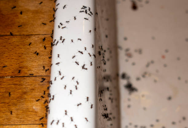 Best Mosquito Control Services  in Berwyn, IL