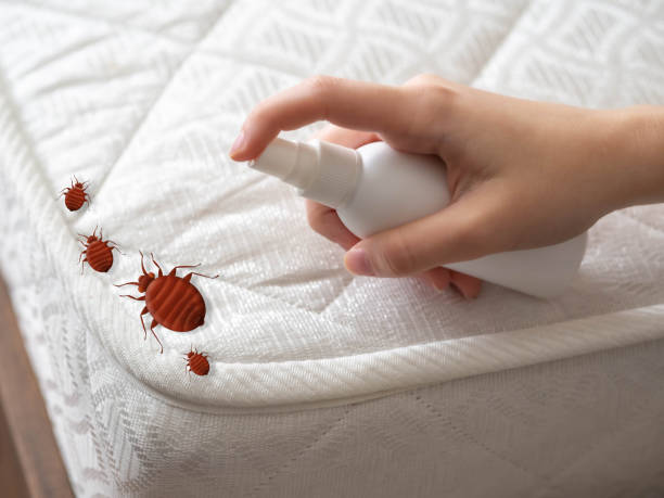 Best Bed Bug Extermination  in Berwyn, IL