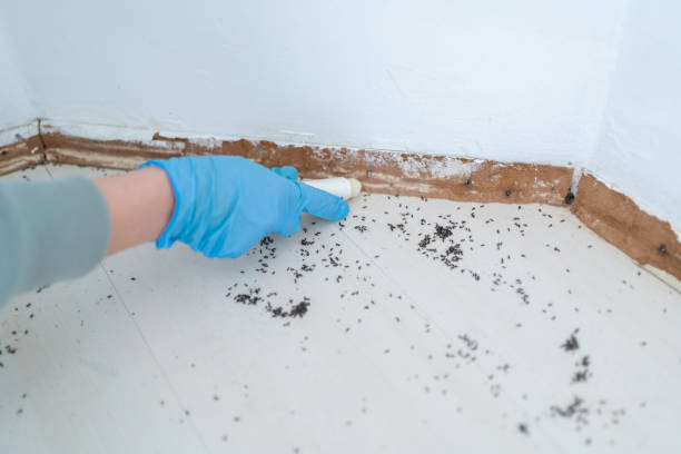 Best Wasp Removal Services  in Berwyn, IL