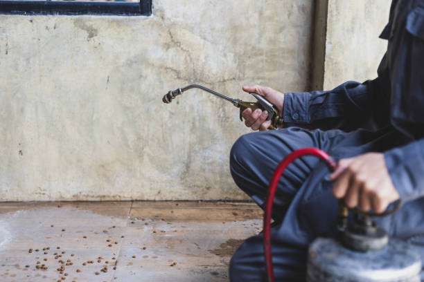 Best Flea Control Services  in Berwyn, IL